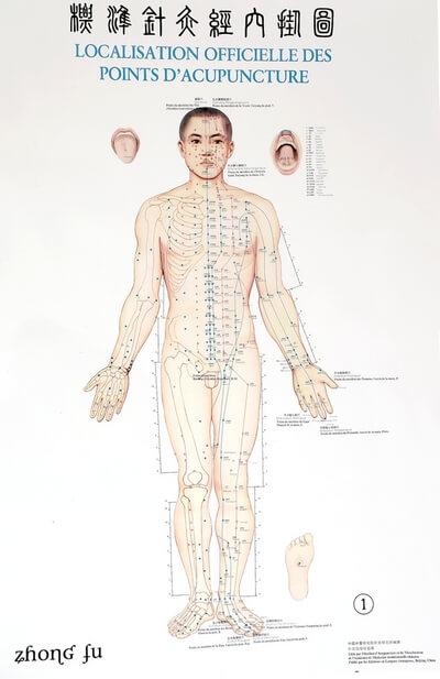 Localisation officielle des points d'acupunture